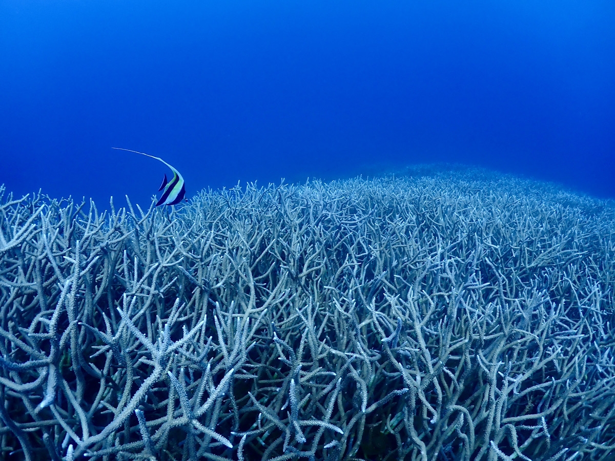 ウェットスーツ